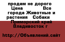 продам не дорого › Цена ­ 10 000 - Все города Животные и растения » Собаки   . Приморский край,Владивосток г.